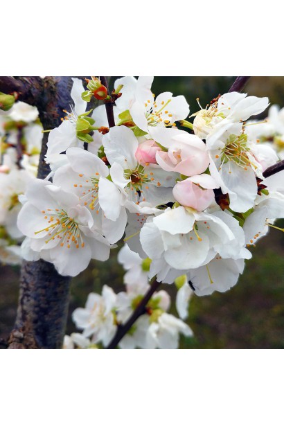 Цветы плумкот Априсали